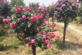 嫁接月季树的价格之谜