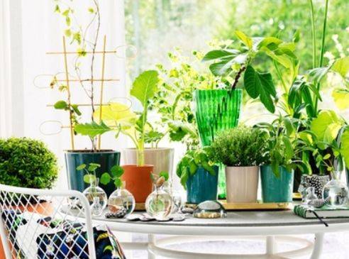 绿植净化，美观又健康