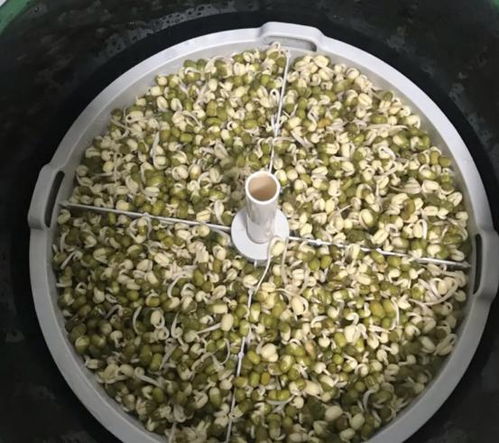 拌种子的具体方法