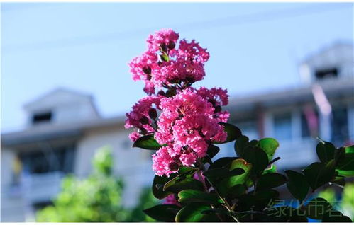 紫薇花开后如何养护才能延长花期？