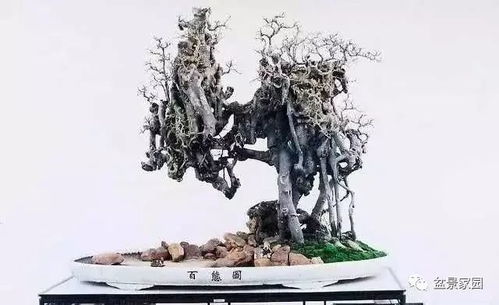 扦插基质消毒，如何彻底