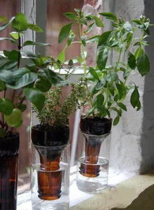 二、 浇水有讲究，透透的Zui好