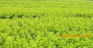 大金叶盆栽是什么植物呃？