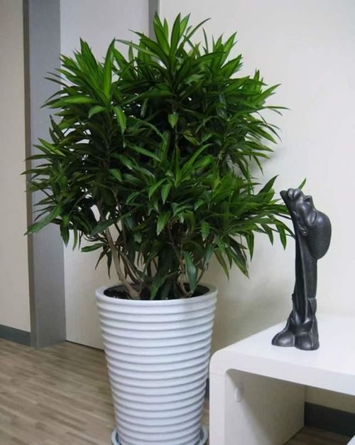 专业养护，绿色之美尽享