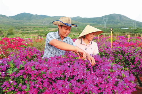 三角梅的生长习性