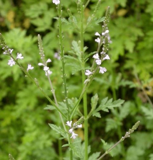 邻居大爷的种植心得