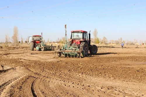 Q：我家沙土地该种啥？