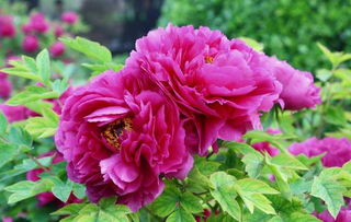 玫瑰、 牡丹等花卉的独特魅力