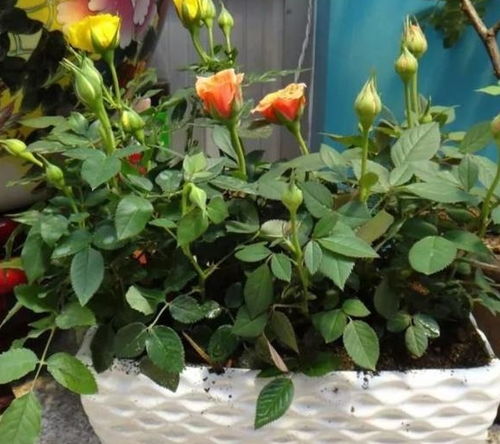 花苞长成， 浇水要讲究