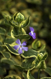 蔓长春花，四季花开