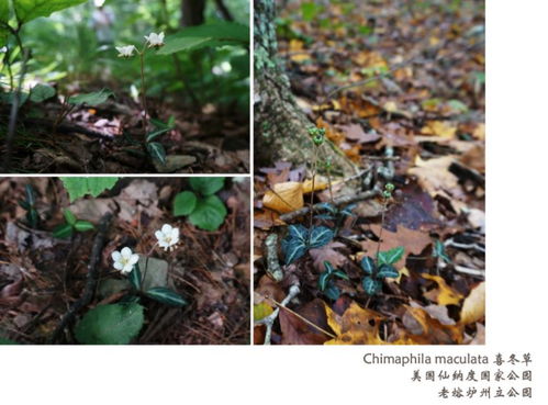 草木香气的探寻