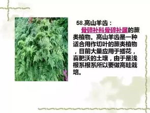 夏季畜牧浇水指南：金钱兜植物的灌溉周期揭秘