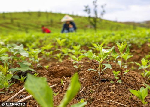 贵州特色农作物