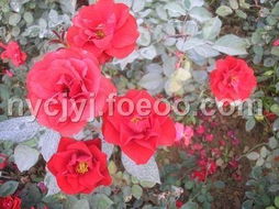 月季网供应莫海姆盆栽杯苗， 1616杯，批发价格1.5元