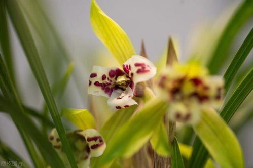 兰花催花技巧， 自己养的兰花也Neng开花