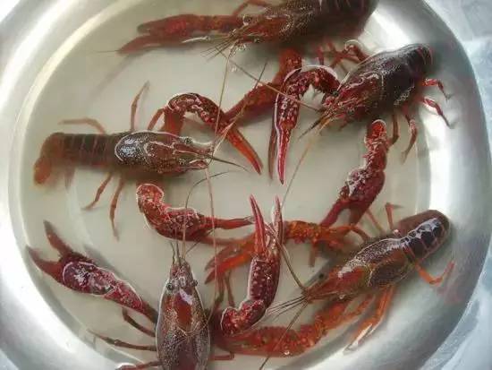 钓龙虾需准备专用龙虾钩、钓线、浮漂等钓具
