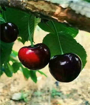 选择抗寒抗冻种子