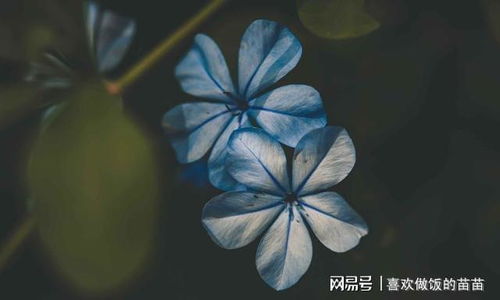 “紫色风信子，神秘浪漫