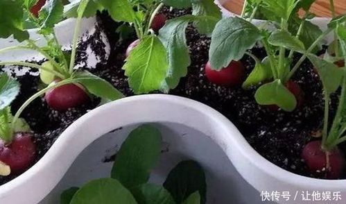 今天给大家推荐10种盆栽蔬菜