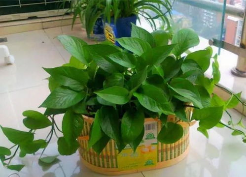 轻松种植新绿花，选土浇水定期施肥