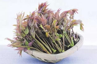香椿菜，那绿油油的诱惑
