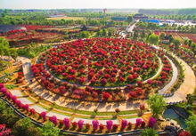 月季花开， 泰州风景独好