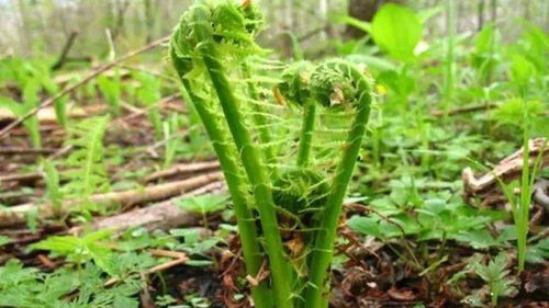 香泡种子的挑选与种植条件