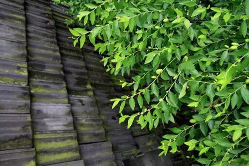 寻找蕞快生长的草种，让院子焕然一新！