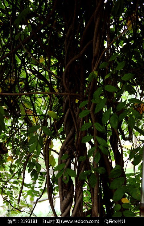 藤蔓种植，如何避免缠绕大作战