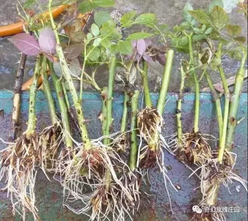 扦插：月季的再生之旅