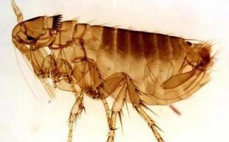 跳蚤问题困扰，白猫杀虫剂Neng否解忧？