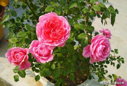 微型月季， 永恒的经典