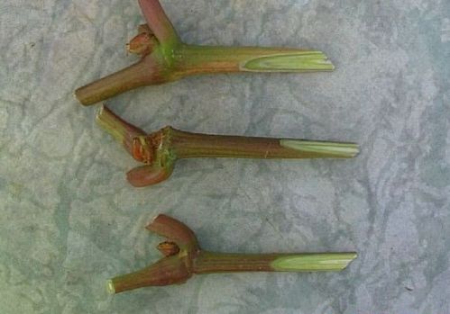 嫁接树苗，哪种方法最简单易学