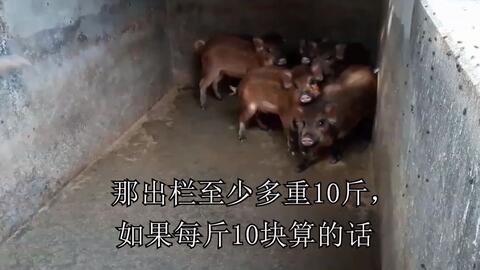 母猪泪斑的真正原因究竟是什么竟然如此简单？