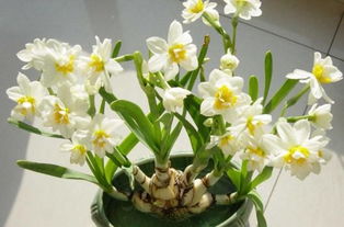 养护水仙花的注意事项