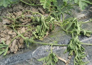 农药的合理使用