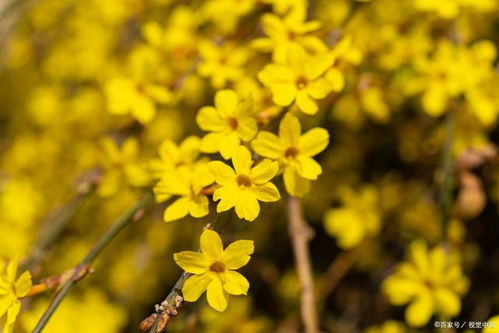 1. 爬藤花卉的魅力所在