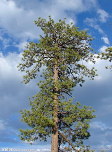 针叶树：坚韧的守护者