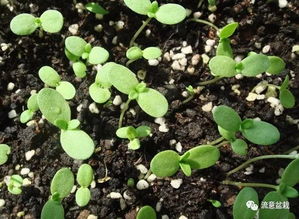 那须五针松播种前用温水浸泡种子，真的有必要吗？