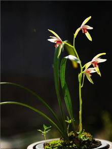 10月兰花秋季浇水施肥，如何掌握科学养护诀窍