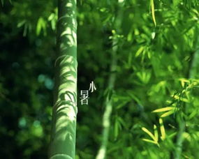 竹子的坚韧与虚怀：一种生命的哲学