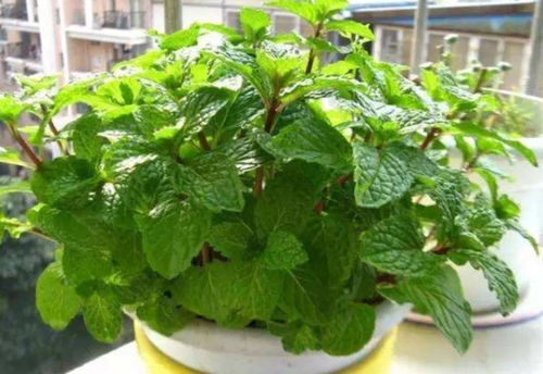 夏日驱蚊小秘籍：那些既有效又适合家养的驱蚊植物