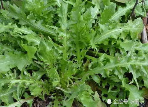 食用垂盆草种子的注意事项