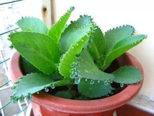 “落地生根养植秘籍，花卉生长神器，快速生根，绿意盎然！”