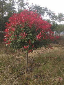 红叶石楠， 那些五彩斑斓的变换