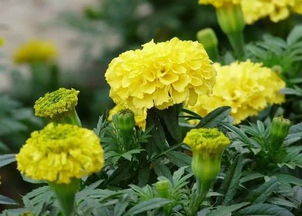 两地种植时间差多少