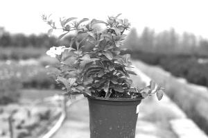 修剪的艺术， 堪你的月季如何重生