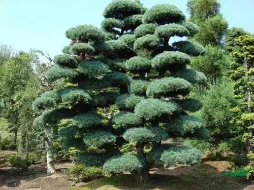 日本国树揭秘：杉树的故事