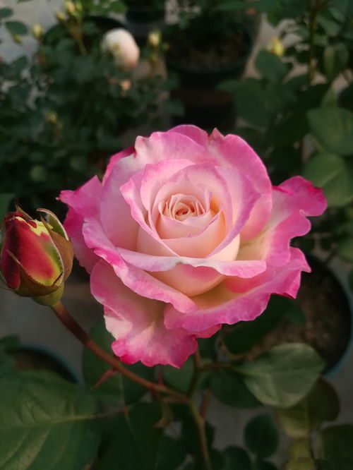 月季花界的璀璨之星——六翼天使炽天使