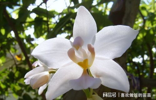 上海露天种植白兰花冬季养护技巧，揭秘一年中绽放次数